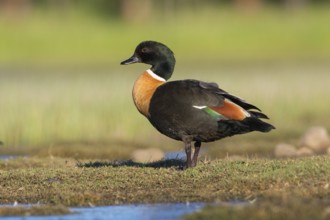 Australian Shelduck (Tadorna tadornoides) male, Victoria, Australia