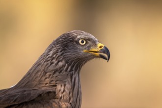 Black Kite (Milvus migrans), Extremadura, Spain