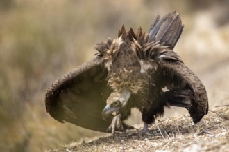 Cinereous Vulture (Aegypius monachus), Extremadura, Spain