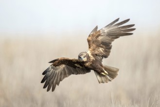 Western Marsh Harrier (Circus aeruginosus) male flying, Castile-La Mancha, Spain