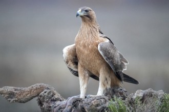 Bonelli's Eagle (Aquila fasciata) juvenile, Castile-La Mancha, Spain