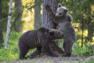 Eurasian Brown Bear (Ursus arctos) two cubs playing in forest, Finland