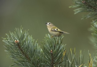 Goldcrest (Regulus regulus), Mecklenburg-Western Pomerania, Germany