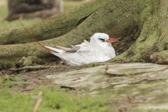 Red-tailed Tropicbird (Phaethon rubricauda), Hawaii, USA