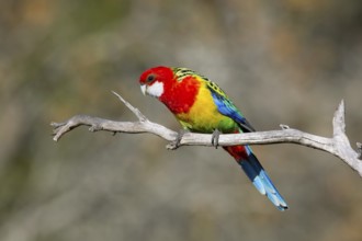 Eastern Rosella (Platycercus eximius) male, Victoria, Australia