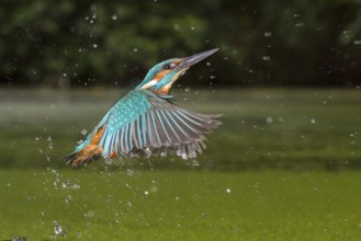 Common Kingfisher (Alcedo atthis) male fishing, Lower Saxony, Germany
