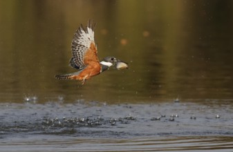 Ringed Kingfisher (Megaceryle torquata) female flying with fish prey in beak, Mato Grosso, Brazil