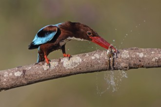 White-throated Kingfisher (Halcyon smyrnensis) eating frog, Malaysia