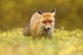 Red Fox, Vulpes vulpes in fall forest. Beautiful animal in the nature habitat. Wildlife scene from