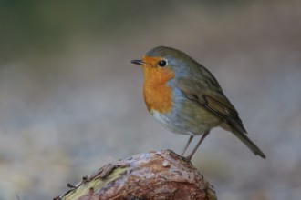 European Robin (Erithacus rubecula), North Rhine-Westphalia, Germany