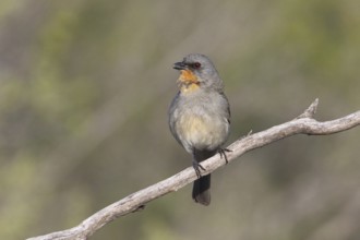 Gilbert's Whistler (Pachycephala inornata) male perched on a branch, Victoria, Australia