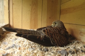 Common Kestrel (Falco tinnunculus) female, Lower Saxony, Germany