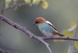 Black-backed Tanager (Tangara peruviana) male, Sao Paulo, Brasilien