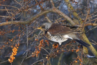 Fieldfare (Turdus pilaris), Wales, United Kingdom