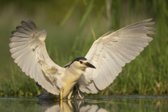 Black-crowned Night Heron (Nycticorax nycticorax), Pusztaszer, Hungary
