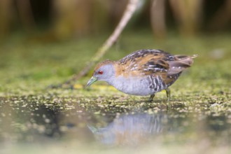Baillon's Crake (Porzana pusilla palustris) foraging, Victoria, Australia