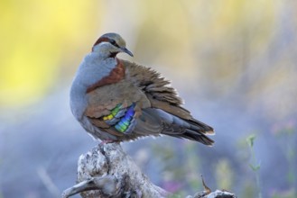 Brush Bronzewing (Phaps elegans) male, Victoria, Australia