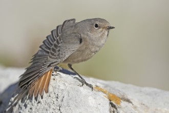 Black Redstart (Phoenicurus ochruros) juvenile, St. Gallen, Switzerland