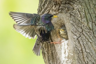 Common Starling (Sturnus vulgaris) feeding young in nest hole, Rhineland-Palatinate, Germany