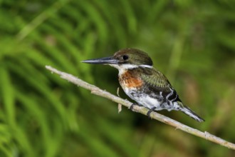 Green Kingfisher Chloroceryle americana San Blas, Nayarit, Mexico 6 June Immature Male Alcedinidae
