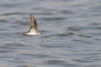 Little Stint (Calidris minuta) flying, Oman