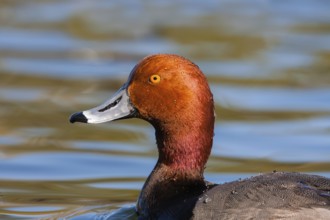 Redhead Aythya americana Tucson, Arizona, United States March Adult Male Anatidae