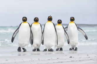 King Penguin (Aptenodytes patagonicus) group on shore, Volunteer Point, Falkland Islands