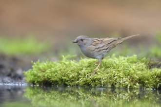 Dunnock (Prunella modularis) at a waterhole, Netherlands