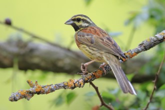 Cirl Bunting (Emberiza cirlus) male perched on a branch, Andalusia, Spain