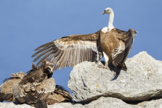 Griffon Vulture & Cinereous Vulture (Gyps fulvus & Aegypius monachus), Mallorca, Spain