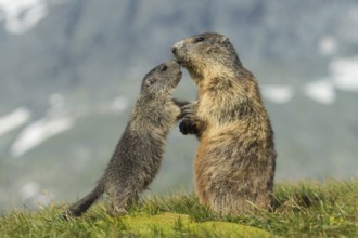 Alpine Marmot (Marmota marmota) adult with young, High Tauern National Park, Carinthia, Austria