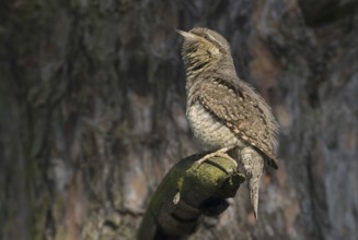 Eurasian Wryneck (Jynx torquilla), Saxony, Germany
