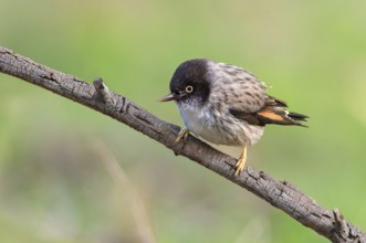Varied Sittella (Daphoenositta chrysoptera), Victoria, Australia
