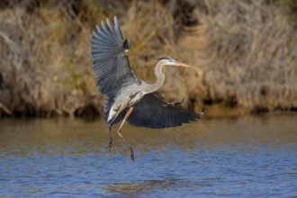 Great Blue Heron Ardea herodias Gilbert Water Ranch, Gilbert, Pinal County, Arizona, United States
