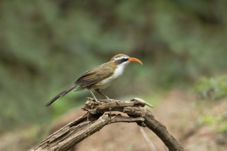 Red-billed Scimitar Babbler (Pomatorhinus ochraceiceps), Yunnan, China