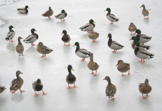 Mallard (Anas platyrhynchos), Ohio, USA