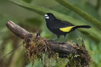 Lemon-rumped Tanager (Ramphocelus icteronotus) male perched on a branch, Ecuador