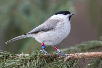 Marsh Tit (Poecile palustris) ringed, perched on a branch of a conifer, Bialowieca National Park,