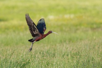 Glossy Ibis (Plegadis falcinellus) flying, Lesvos, Greece