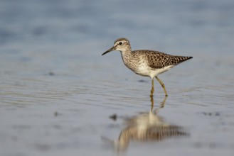 Wood Sandpiper (Tringa glareola) foraging, Lesvos, Greece