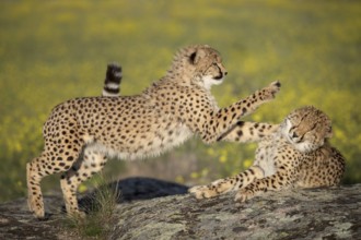 Cheetah (Acinonyx jubatus) two playing on rocks in meadow, Castile-La Mancha, Spain