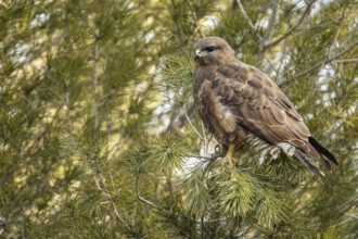 Common Buzzard (Buteo buteo), perched on a branch, Castile and Leon, Spain
