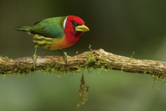 Red-headed Barbet (Eubucco bourcierii) perched on a branch in the Andes mountains of Colombia
