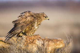 Common Buzzard (Buteo buteo) perched on a stump, Castile-La Mancha, Spain