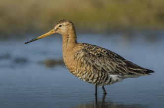 Black-tailed Godwit (Limosa limosa), Schleswig-Holstein, Germany