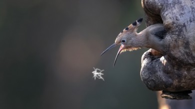 Eurasian Hoopoe (Upupa epops) juvenile spapping for a downy feather, Saxony-Anhalt, Germany