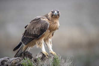 Bonelli's Eagle (Aquila fasciata) juvenile, Castile-La Mancha, Spain