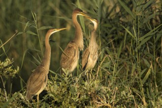 Purple Heron (Ardea purpurea) with juveniles on nest, Baden-Wuerttemberg, Germany