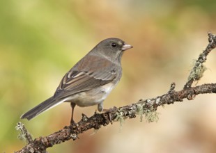 Slate-colored Junco (Junco hyemalis hyemalis), Saskatchewan, Canada