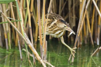 Little Bittern (Ixobrychus minutus) juvenile carrying fish in bill, Thuringia, Germany